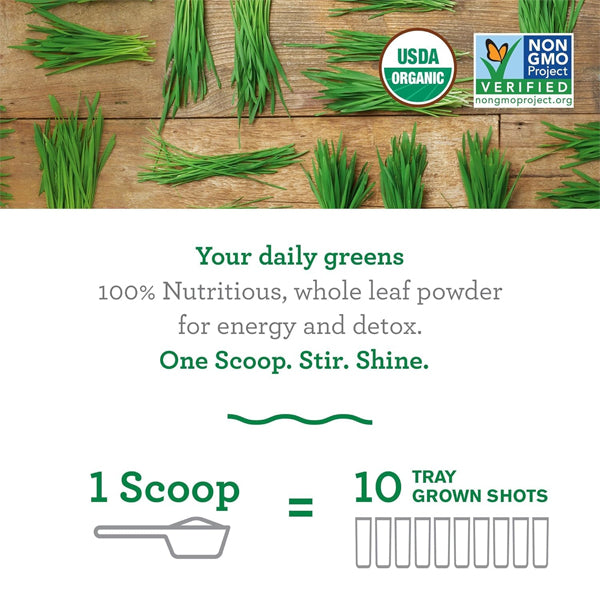 Scoop of organic wheat grass powder highlighting its vibrant green color.